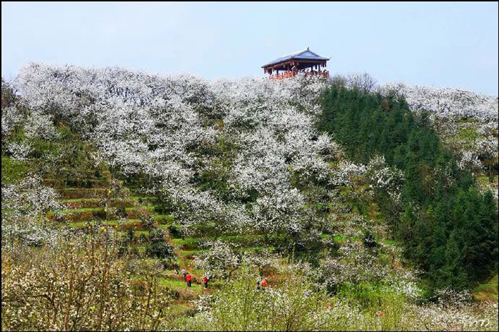 【春天,广西桂林灌阳县向您发出邀请!】我们在灌阳看梨花 - 游山玩水 - 温州生活社区 - 温州28生活网 wz.28life.com