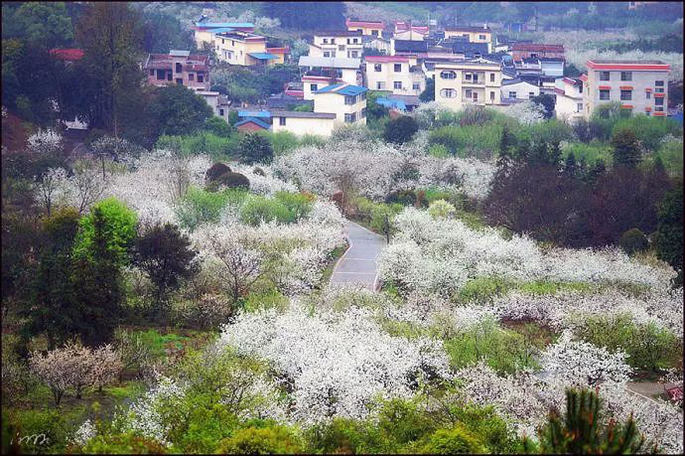【春天,广西桂林灌阳县向您发出邀请!】我们在灌阳看梨花 - 游山玩水 - 温州生活社区 - 温州28生活网 wz.28life.com