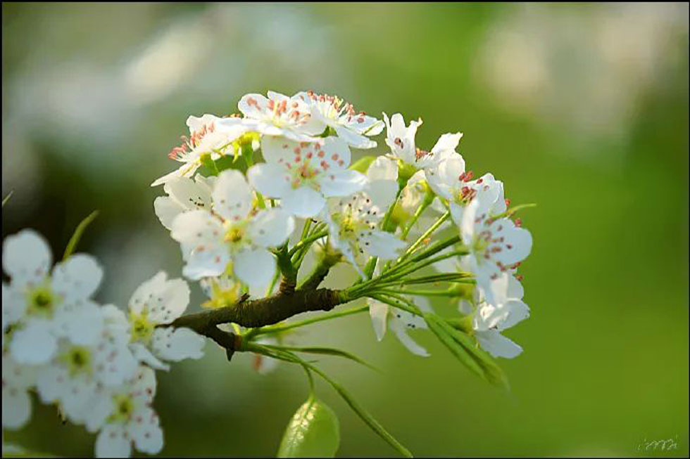 【春天,广西桂林灌阳县向您发出邀请!】我们在灌阳看梨花 - 游山玩水 - 温州生活社区 - 温州28生活网 wz.28life.com