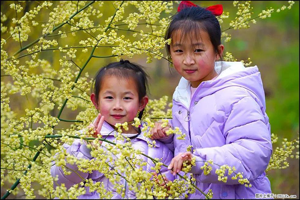 【春天,广西桂林灌阳县向您发出邀请!】米珠山前有片山苍子花在飘香 - 游山玩水 - 温州生活社区 - 温州28生活网 wz.28life.com