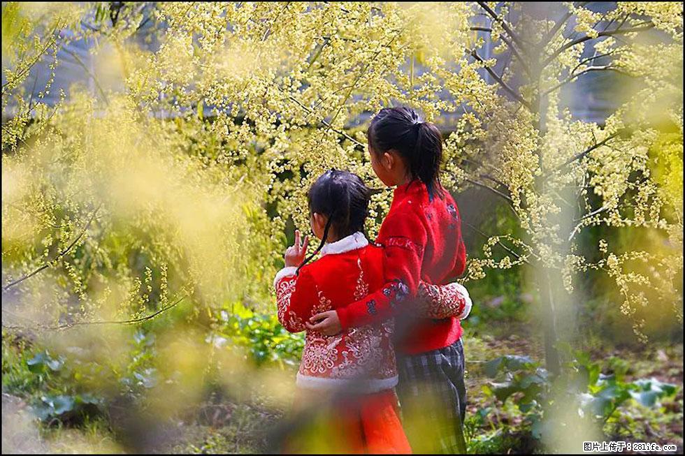 【春天,广西桂林灌阳县向您发出邀请!】米珠山前有片山苍子花在飘香 - 游山玩水 - 温州生活社区 - 温州28生活网 wz.28life.com