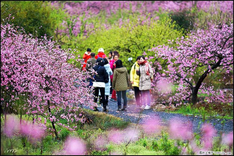 【春天,广西桂林灌阳县向您发出邀请!】官庄村有个醉美的桃花园 - 游山玩水 - 温州生活社区 - 温州28生活网 wz.28life.com