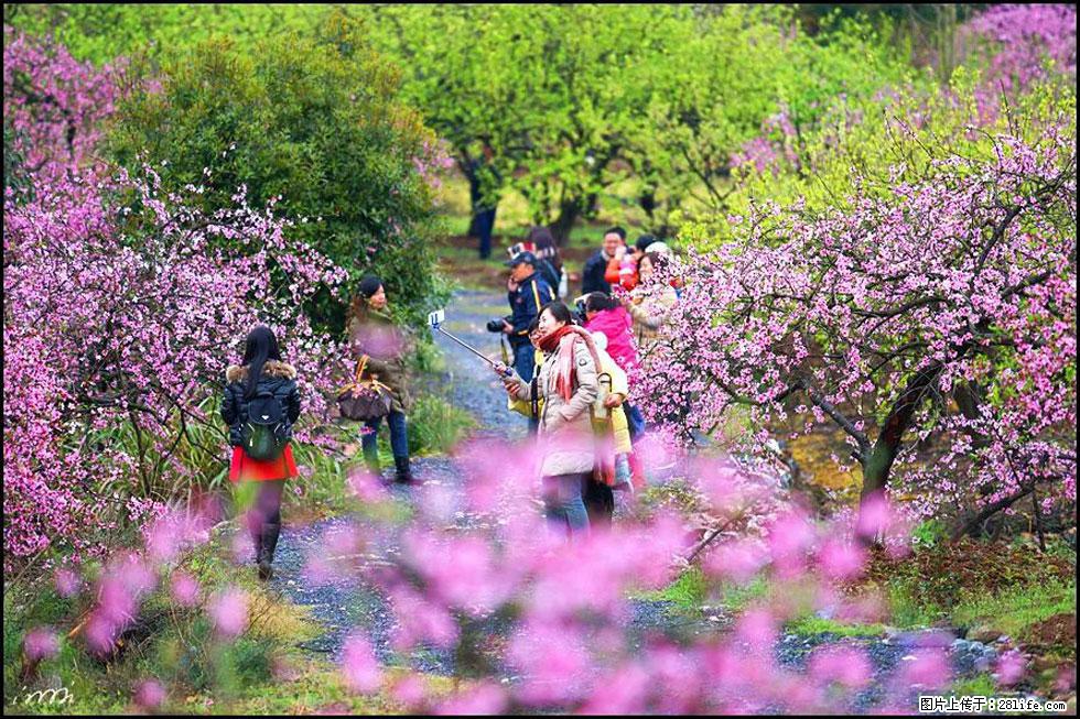 【春天,广西桂林灌阳县向您发出邀请!】官庄村有个醉美的桃花园 - 游山玩水 - 温州生活社区 - 温州28生活网 wz.28life.com