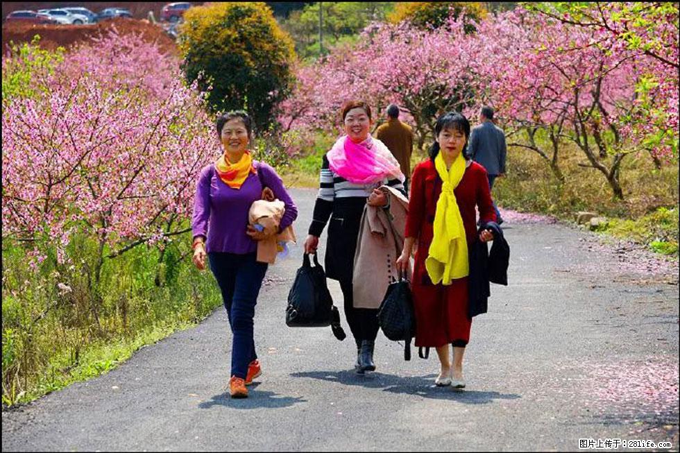 【春天,广西桂林灌阳县向您发出邀请!】官庄村有个醉美的桃花园 - 游山玩水 - 温州生活社区 - 温州28生活网 wz.28life.com
