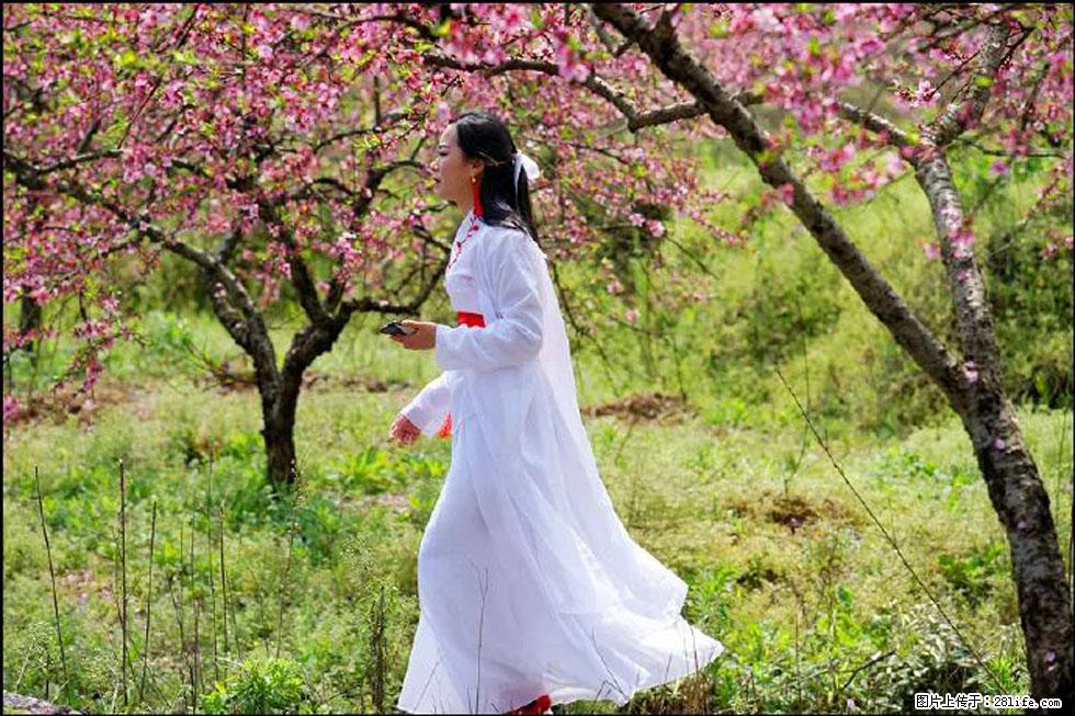 【春天,广西桂林灌阳县向您发出邀请!】官庄村有个醉美的桃花园 - 游山玩水 - 温州生活社区 - 温州28生活网 wz.28life.com