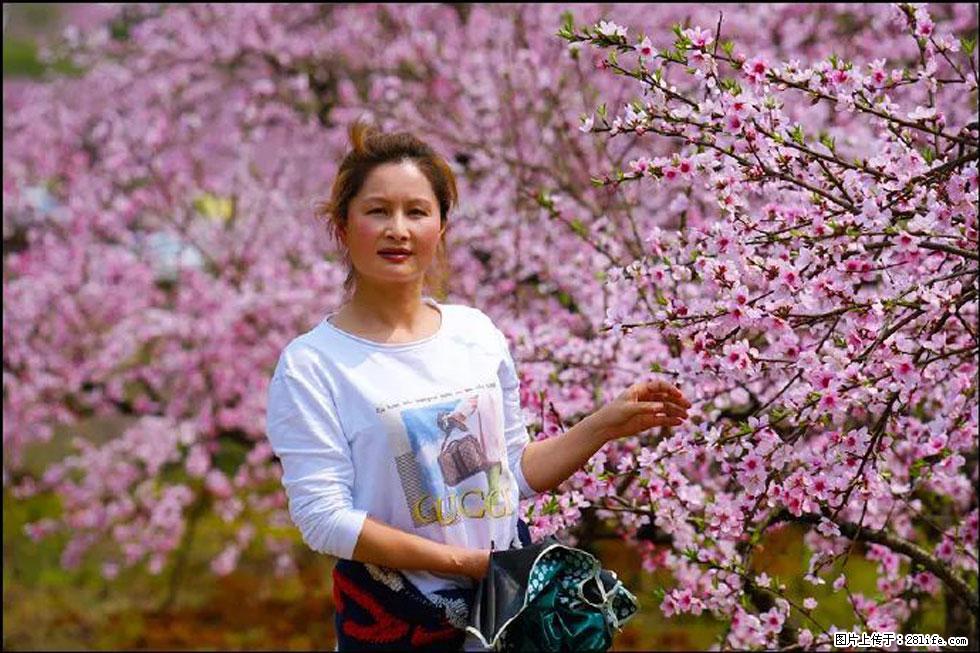 【春天,广西桂林灌阳县向您发出邀请!】官庄村有个醉美的桃花园 - 游山玩水 - 温州生活社区 - 温州28生活网 wz.28life.com