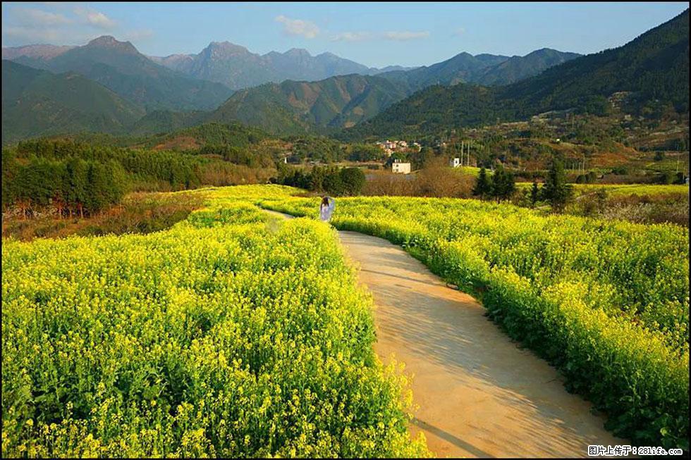 【春天,广西桂林灌阳县向您发出邀请!】长坪村油菜盛情花开 - 游山玩水 - 温州生活社区 - 温州28生活网 wz.28life.com