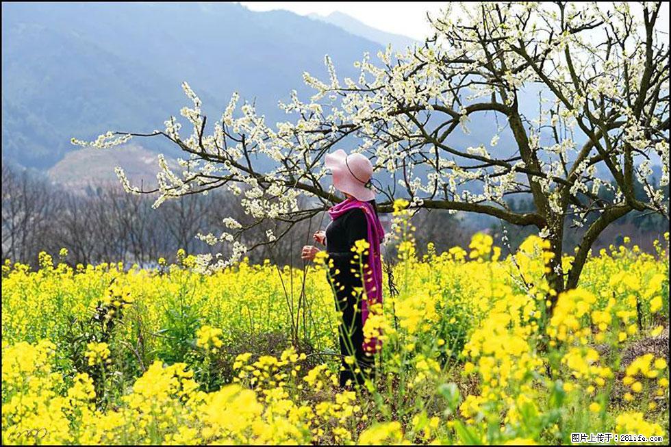 【春天,广西桂林灌阳县向您发出邀请!】长坪村油菜盛情花开 - 游山玩水 - 温州生活社区 - 温州28生活网 wz.28life.com