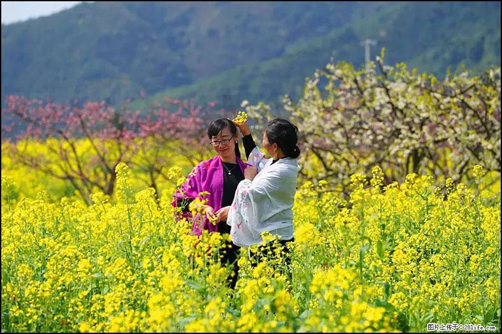 【春天,广西桂林灌阳县向您发出邀请!】长坪村油菜盛情花开 - 游山玩水 - 温州生活社区 - 温州28生活网 wz.28life.com