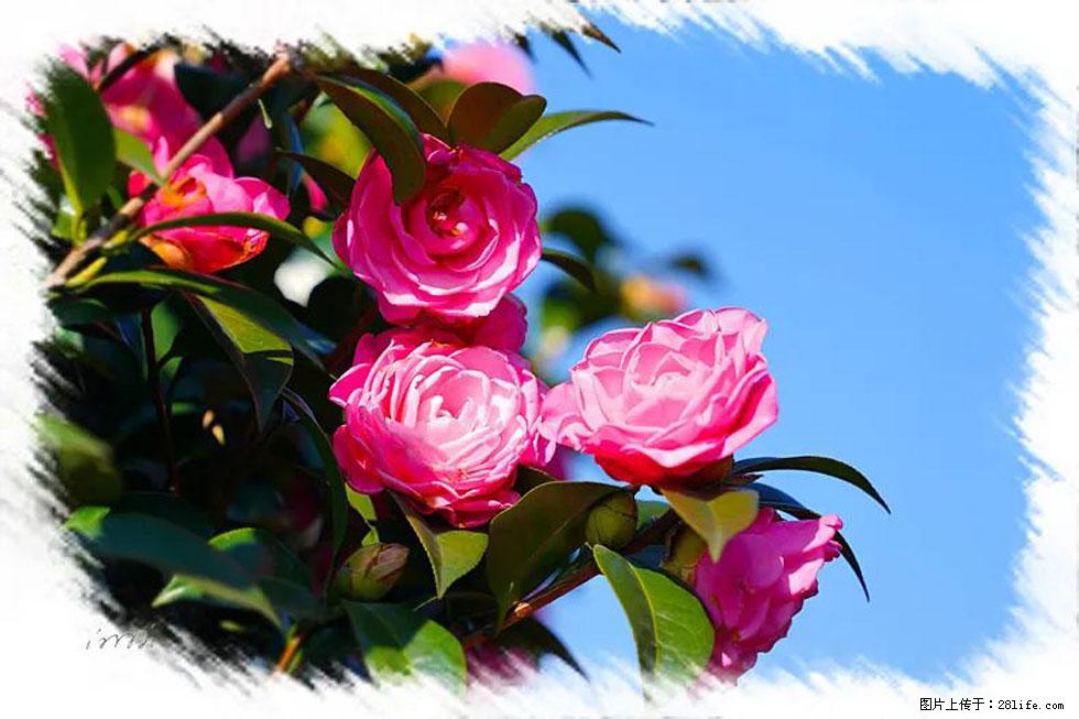 【春天,广西桂林灌阳县向您发出邀请!】杨柳井茶花惹人爱 - 游山玩水 - 温州生活社区 - 温州28生活网 wz.28life.com