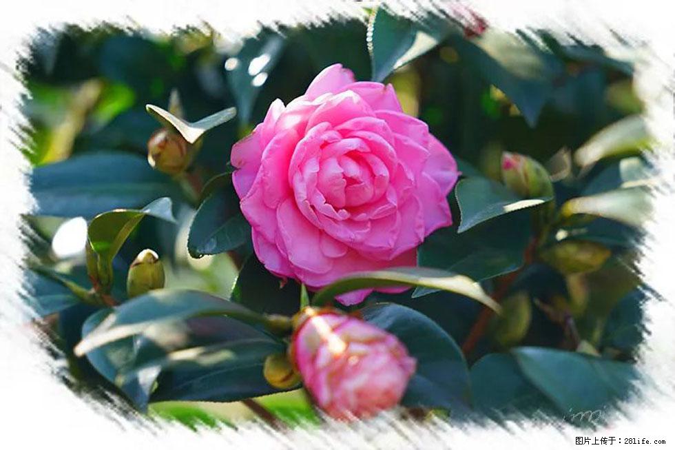 【春天,广西桂林灌阳县向您发出邀请!】杨柳井茶花惹人爱 - 游山玩水 - 温州生活社区 - 温州28生活网 wz.28life.com