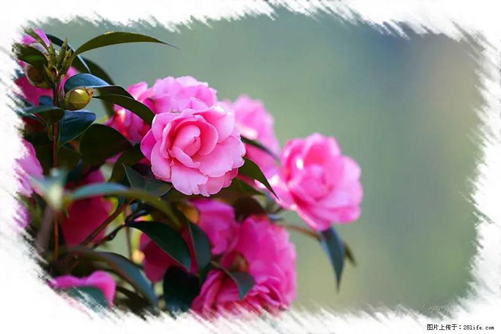 【春天,广西桂林灌阳县向您发出邀请!】杨柳井茶花惹人爱 - 游山玩水 - 温州生活社区 - 温州28生活网 wz.28life.com