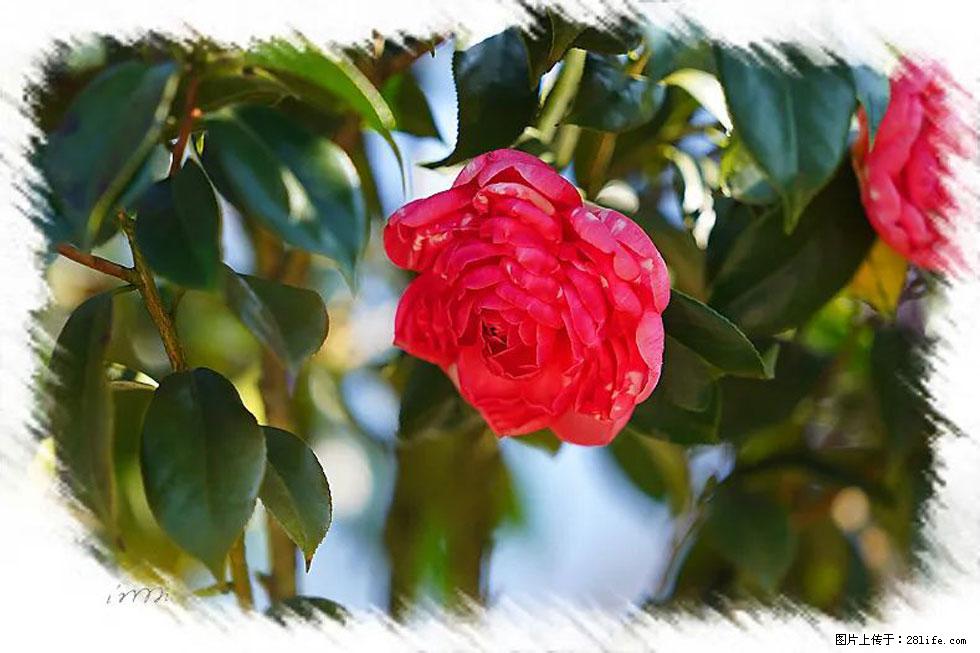【春天,广西桂林灌阳县向您发出邀请!】杨柳井茶花惹人爱 - 游山玩水 - 温州生活社区 - 温州28生活网 wz.28life.com
