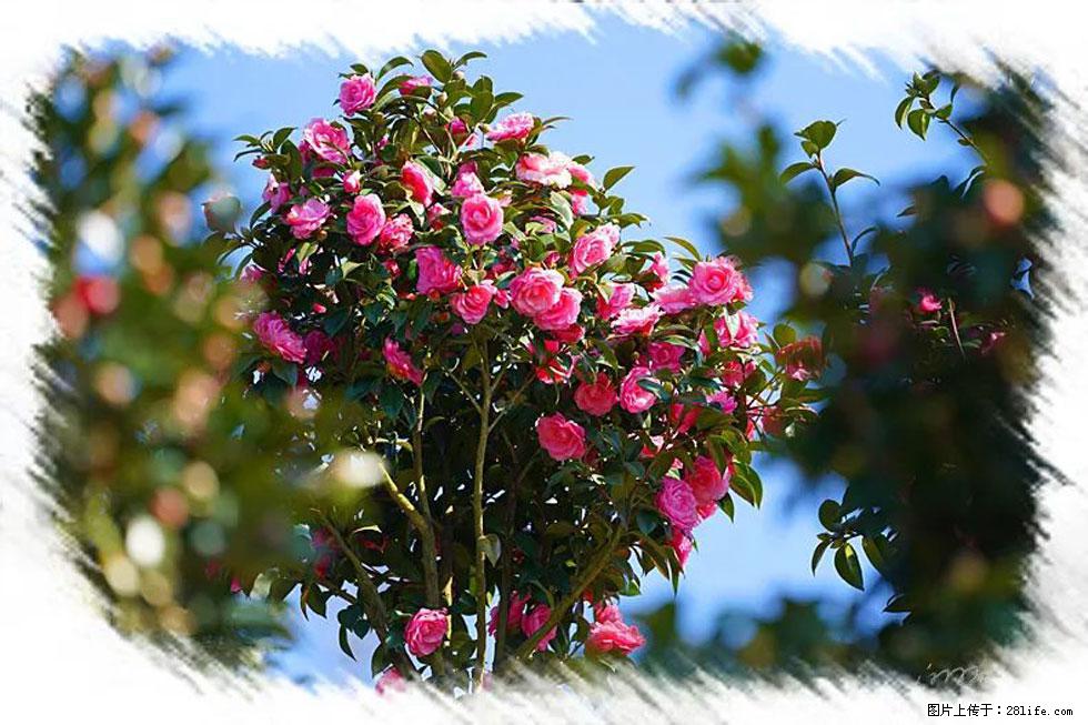 【春天,广西桂林灌阳县向您发出邀请!】杨柳井茶花惹人爱 - 游山玩水 - 温州生活社区 - 温州28生活网 wz.28life.com