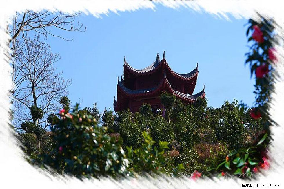 【春天,广西桂林灌阳县向您发出邀请!】杨柳井茶花惹人爱 - 游山玩水 - 温州生活社区 - 温州28生活网 wz.28life.com