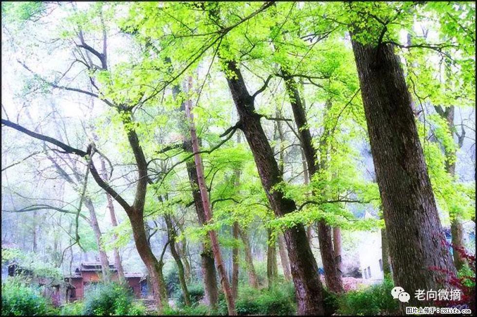【春天,广西桂林灌阳县向您发出邀请!】在小龙村与春天约会 - 游山玩水 - 温州生活社区 - 温州28生活网 wz.28life.com
