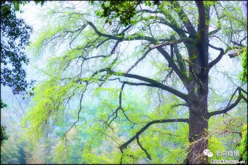 【春天,广西桂林灌阳县向您发出邀请!】在小龙村与春天约会 - 游山玩水 - 温州生活社区 - 温州28生活网 wz.28life.com