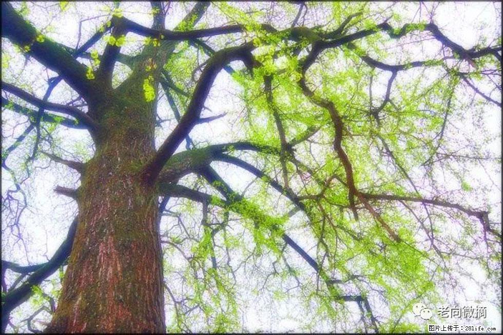【春天,广西桂林灌阳县向您发出邀请!】在小龙村与春天约会 - 游山玩水 - 温州生活社区 - 温州28生活网 wz.28life.com