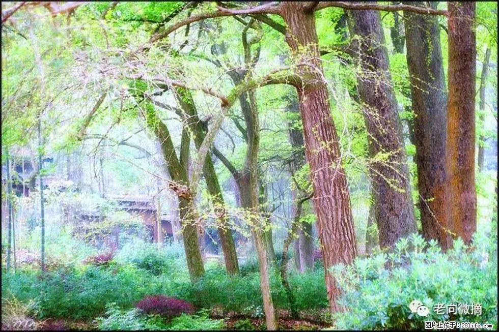 【春天,广西桂林灌阳县向您发出邀请!】在小龙村与春天约会 - 游山玩水 - 温州生活社区 - 温州28生活网 wz.28life.com