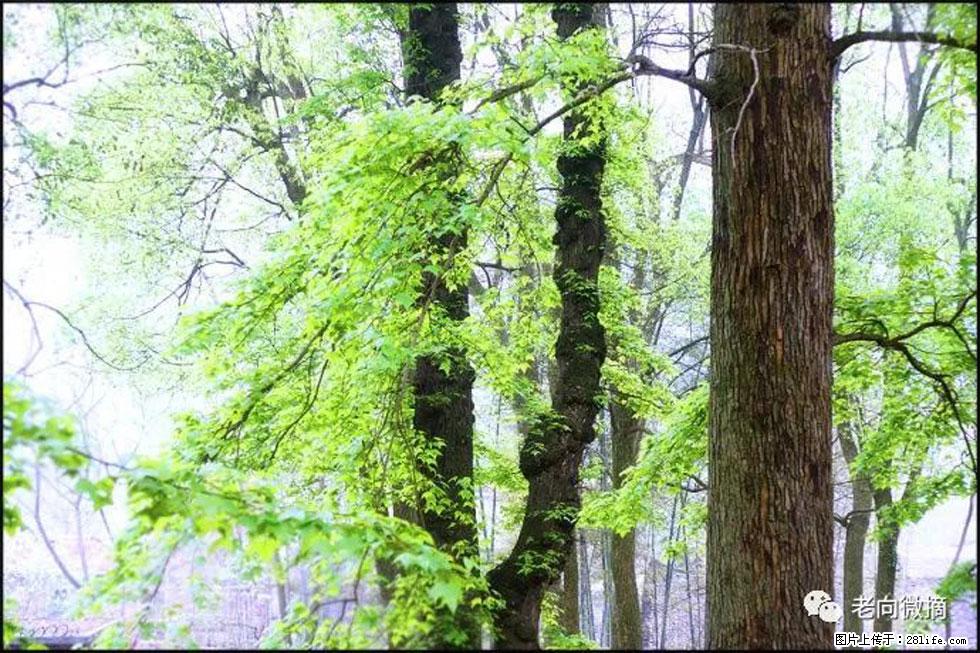 【春天,广西桂林灌阳县向您发出邀请!】在小龙村与春天约会 - 游山玩水 - 温州生活社区 - 温州28生活网 wz.28life.com