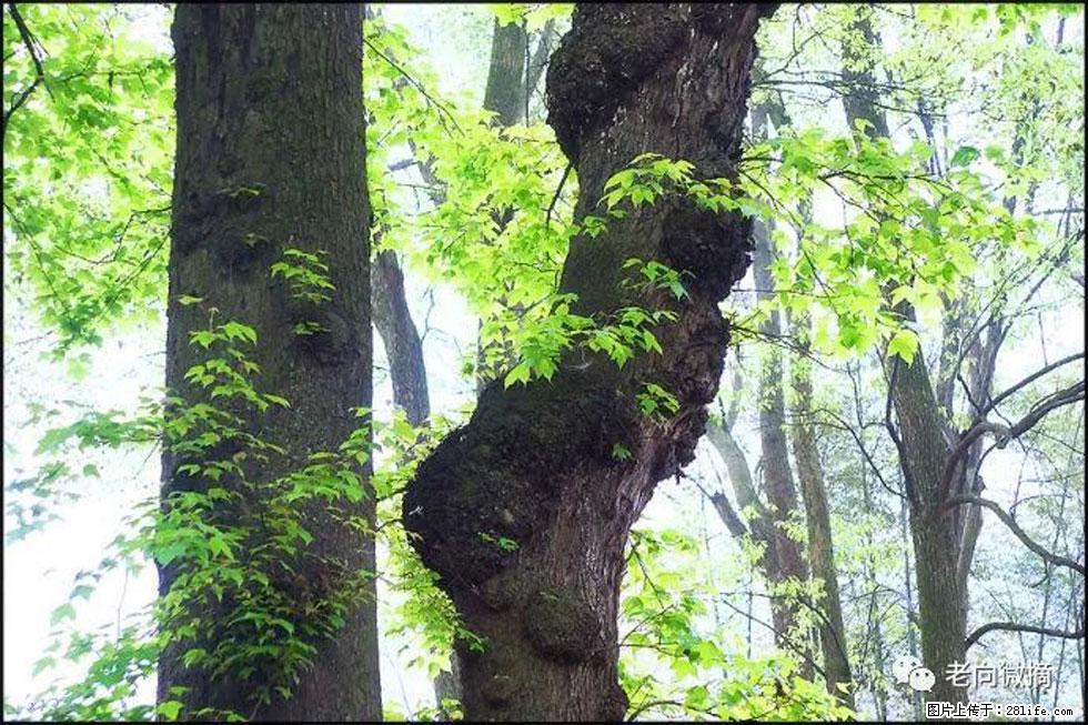 【春天,广西桂林灌阳县向您发出邀请!】在小龙村与春天约会 - 游山玩水 - 温州生活社区 - 温州28生活网 wz.28life.com
