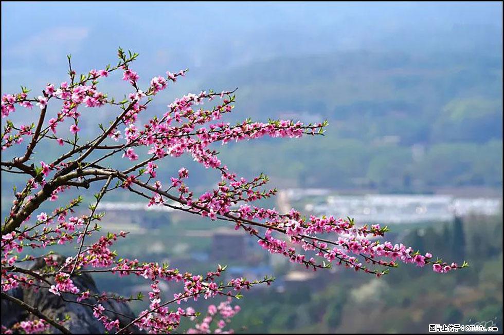 【春天,广西桂林灌阳县向您发出邀请!】望月岭上桃花开 - 游山玩水 - 温州生活社区 - 温州28生活网 wz.28life.com