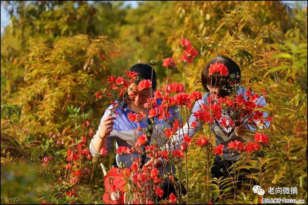【春天,广西桂林灌阳县向您发出邀请!】登麒麟山,相约映山红 - 游山玩水 - 温州生活社区 - 温州28生活网 wz.28life.com