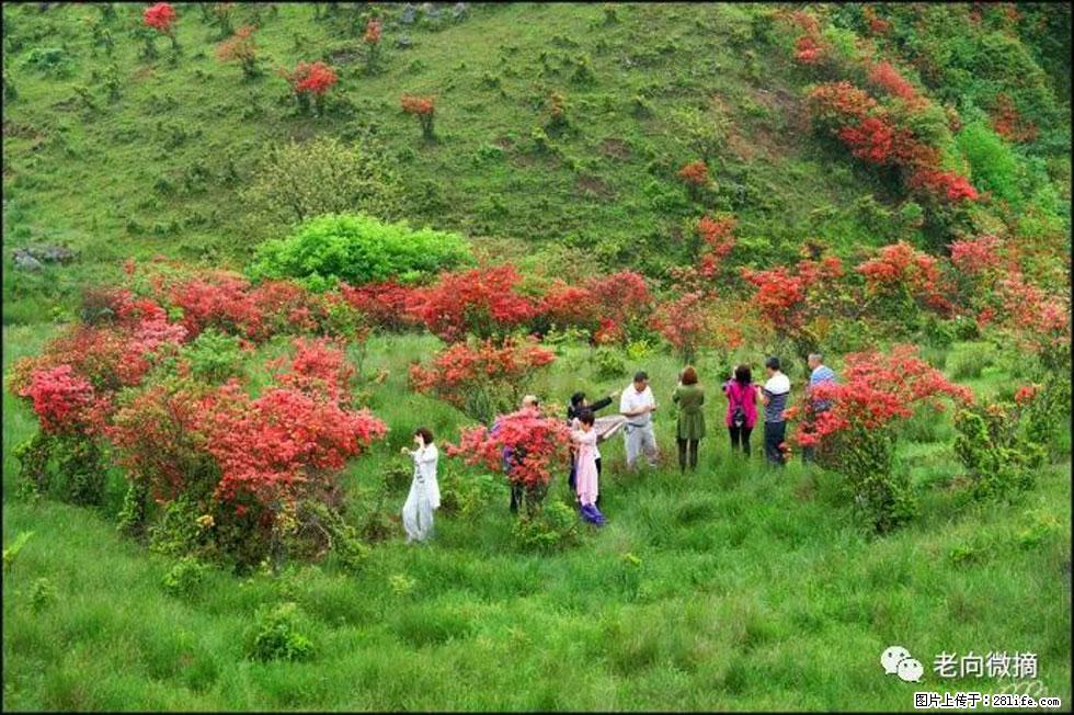 【春天,广西桂林灌阳县向您发出邀请!】宝盖山上映山红 - 游山玩水 - 温州生活社区 - 温州28生活网 wz.28life.com