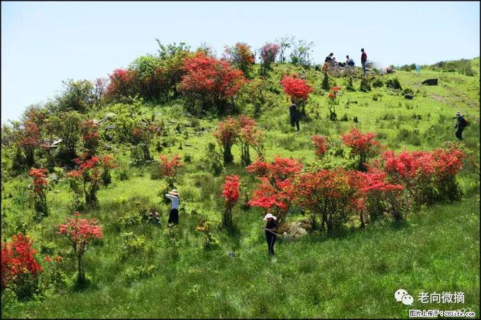 【春天,广西桂林灌阳县向您发出邀请!】宝盖山上映山红 - 游山玩水 - 温州生活社区 - 温州28生活网 wz.28life.com