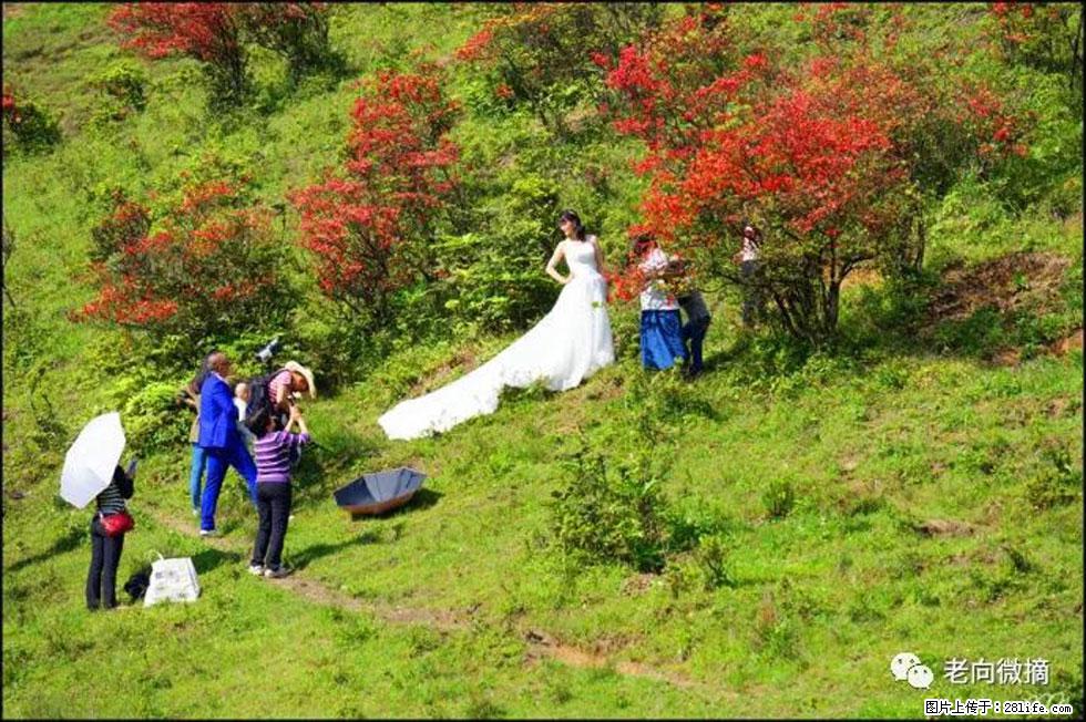 【春天,广西桂林灌阳县向您发出邀请!】宝盖山上映山红 - 游山玩水 - 温州生活社区 - 温州28生活网 wz.28life.com