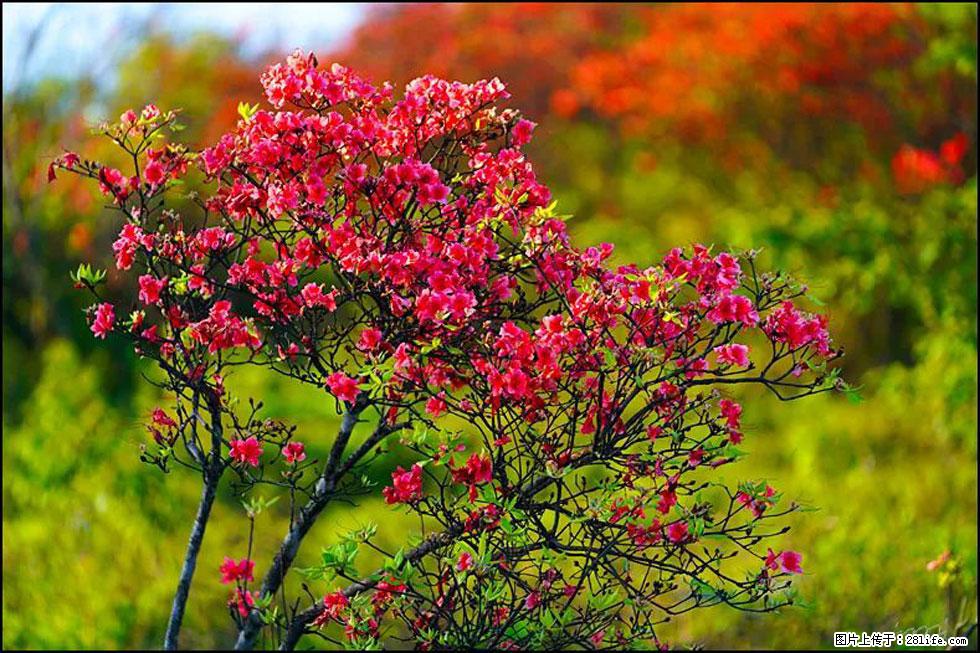 【春天,广西桂林灌阳县向您发出邀请!】春木界上映山红 - 游山玩水 - 温州生活社区 - 温州28生活网 wz.28life.com