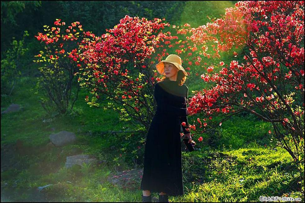 【春天,广西桂林灌阳县向您发出邀请!】春木界上映山红 - 游山玩水 - 温州生活社区 - 温州28生活网 wz.28life.com