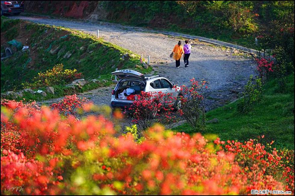 【春天,广西桂林灌阳县向您发出邀请!】春木界上映山红 - 游山玩水 - 温州生活社区 - 温州28生活网 wz.28life.com