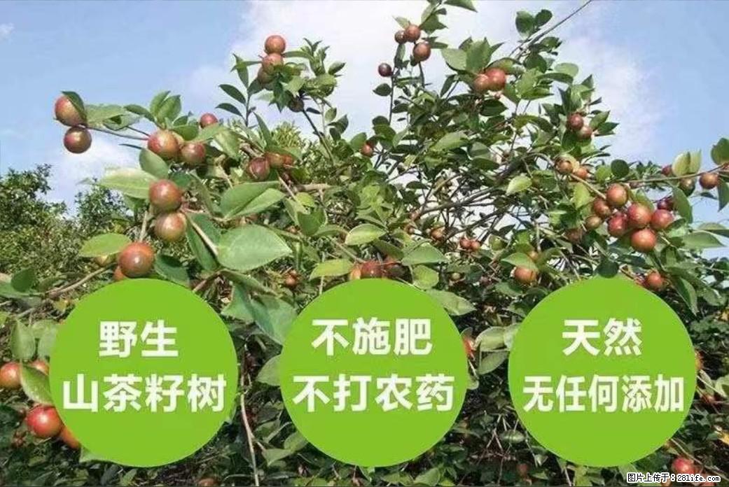 【灌阳县油茶产业示范区】一个有着充实的精神生活的人,对待身外之物自会有一种淡泊的态度 - 美食天地 - 温州生活社区 - 温州28生活网 wz.28life.com