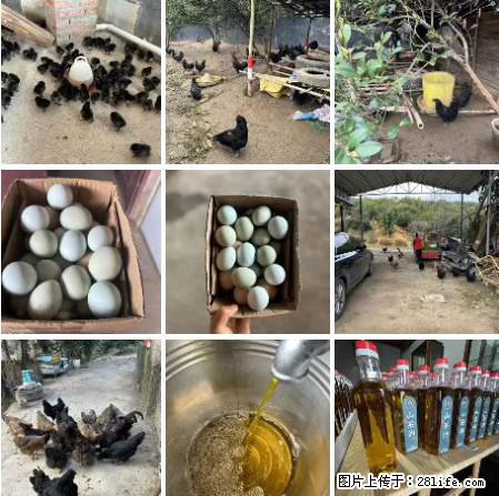 油茶园从小鸡仔开始养起的纯土鸡、土鸡蛋可以预定啦!还有前几天刚榨的纯山茶油哦 - 美食天地 - 温州生活社区 - 温州28生活网 wz.28life.com