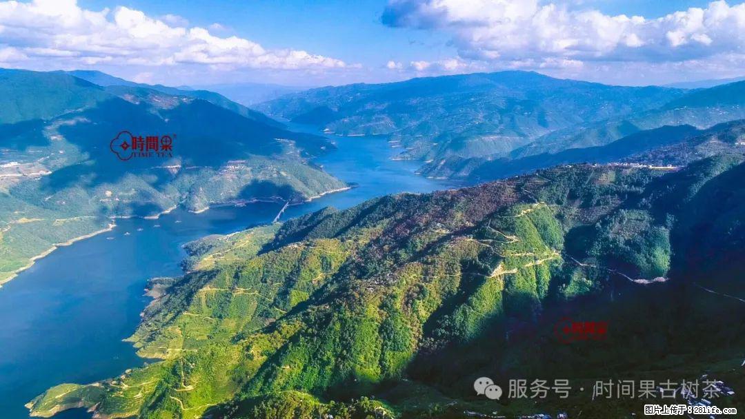 时间果百年古树龙珠普洱生茶 - 购物交流 - 温州生活社区 - 温州28生活网 wz.28life.com