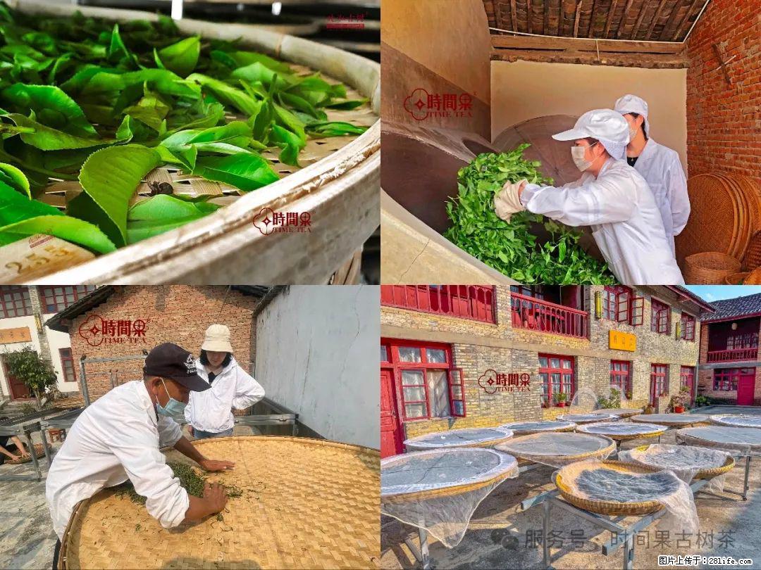 时间果百年古树龙珠普洱生茶 - 购物交流 - 温州生活社区 - 温州28生活网 wz.28life.com