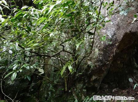 平乐石崖茶,珍贵仅次于金花茶 - 温州生活资讯 - 温州28生活网 wz.28life.com
