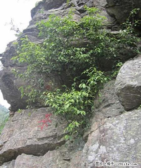 平乐石崖茶,珍贵仅次于金花茶 - 温州生活资讯 - 温州28生活网 wz.28life.com