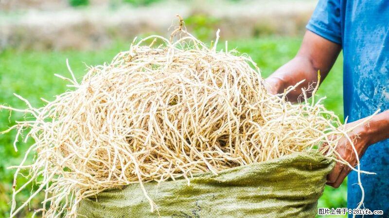 堪称“最难吃”的蔬菜，却是 “抗辐射神器”，还能护肺、清热、止咳化痰！ - 温州生活资讯 - 温州28生活网 wz.28life.com