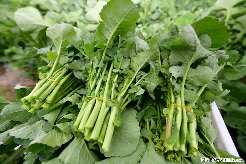 这些蔬菜是“天然钙片”，这6种被医生重点推荐 - 温州生活资讯 - 温州28生活网 wz.28life.com